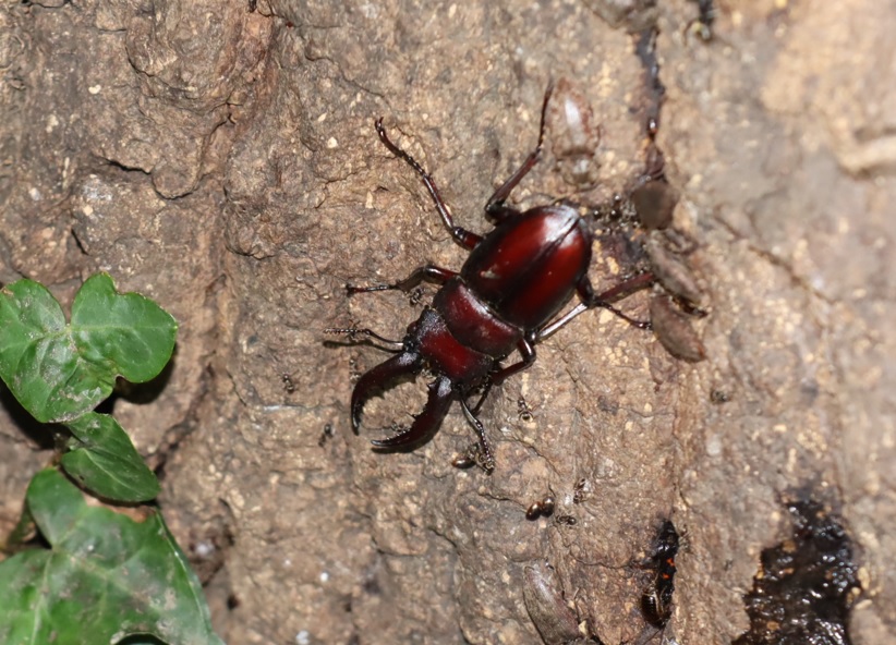 ノコギリクワガタの♂（小歯型）_No.8のクヌギ_クワガタ達のオアシス_2023年8月21日19時15分 気温28.3度